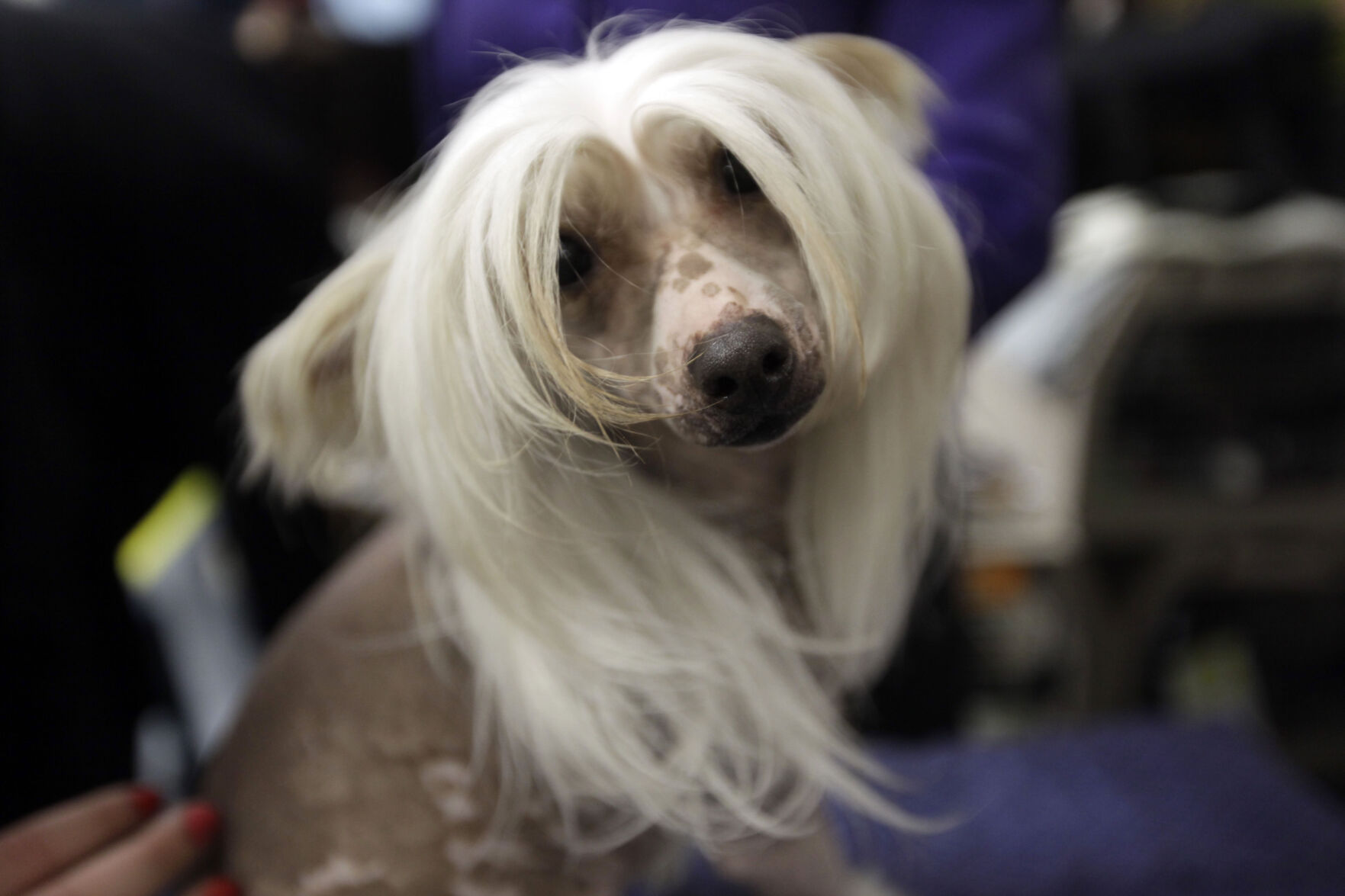 Westminster Dog Show
